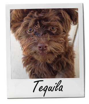 Pet of the Week photo