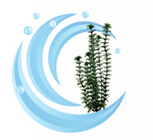 Tetra Water Wonders FW Plant Ambulia 12”