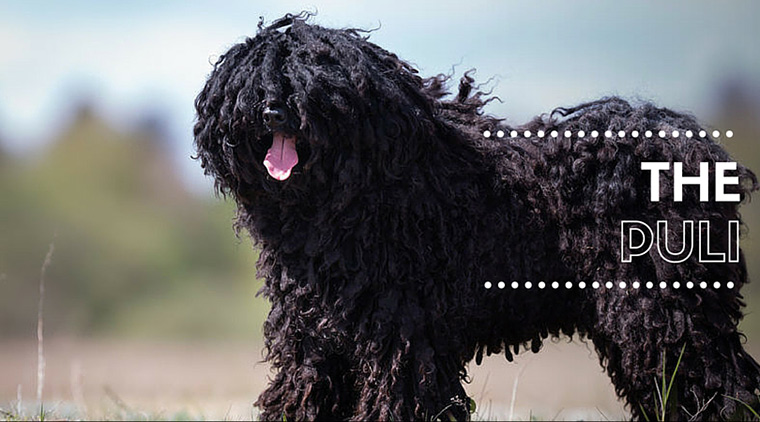 The Puli