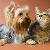 The Secret to Keeping pets Calm & Well-Behaved