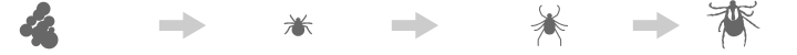 Tick life cycle
