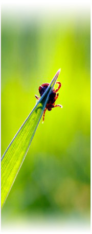 Tick on a blade of grass
