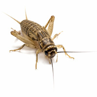 Joint MAX Triple Strength Soft Chews