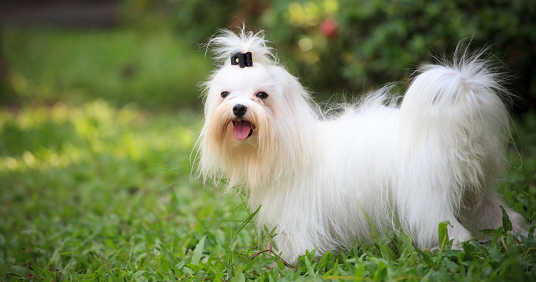 Top 10 Places to Take Your Pet on the West Coast