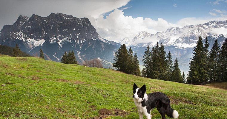 Top 10 Places to Take Your Pet on the West Coast