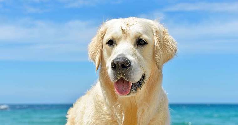 Top 10 Places to Take Your Pet on the West Coast