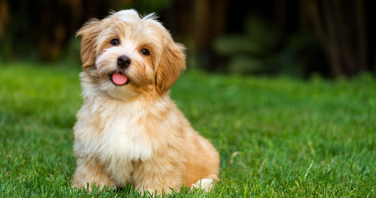 Tips For Shedding Dog Breeds