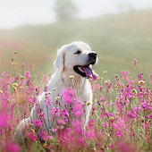 link to Tips to Care For Your Allergic Pet