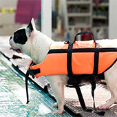 Keep Your Dog Safe in The Pool