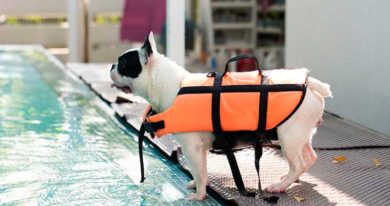 A image of a dog ready to jump into the water