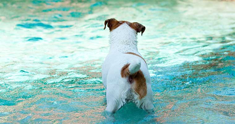 A image of dogs staning in the pool