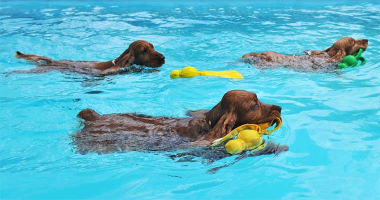 A image of dogs swimimg in the pool