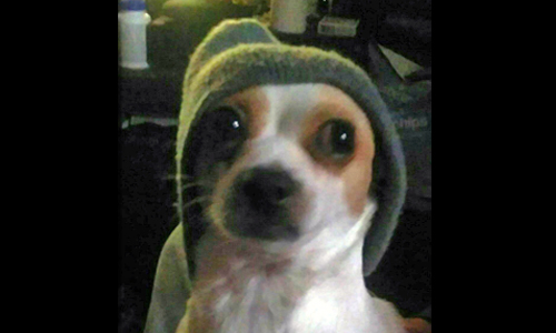 Pet of the Week