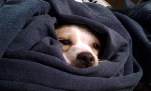 Pet of the Week