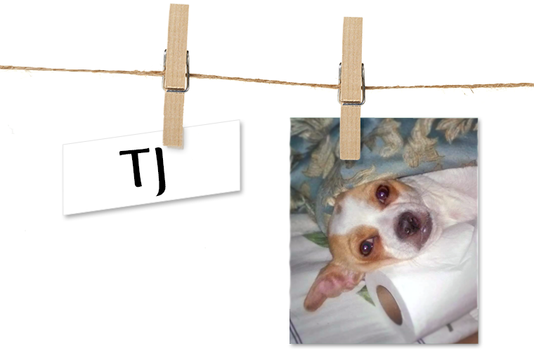 Pet of the Week