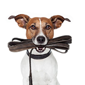 link to op 10 Best Walking & Hiking Dog Products