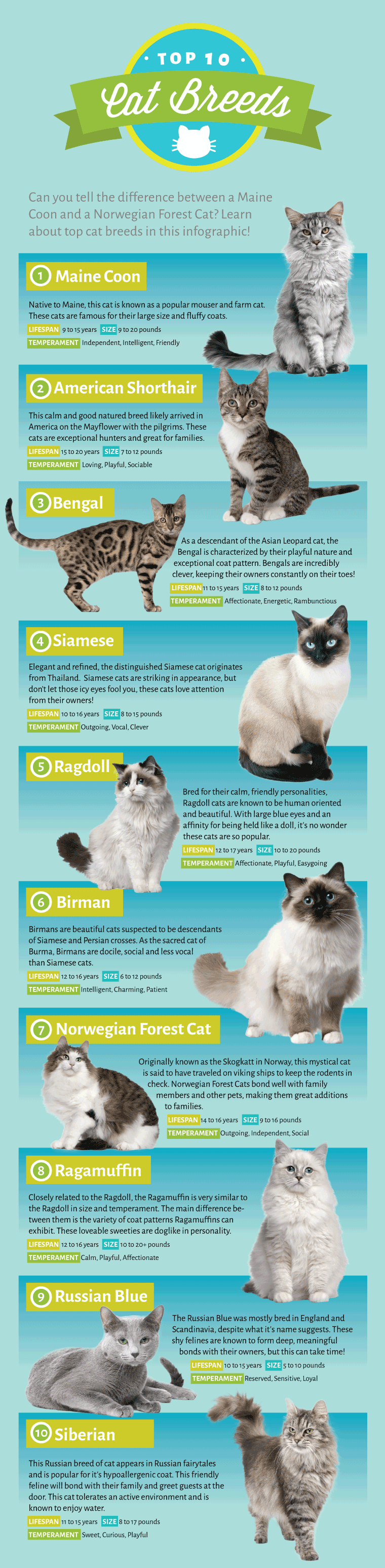 The top 10 cat breeds as voted by our EntirelyPets fans and interesting facts about them.