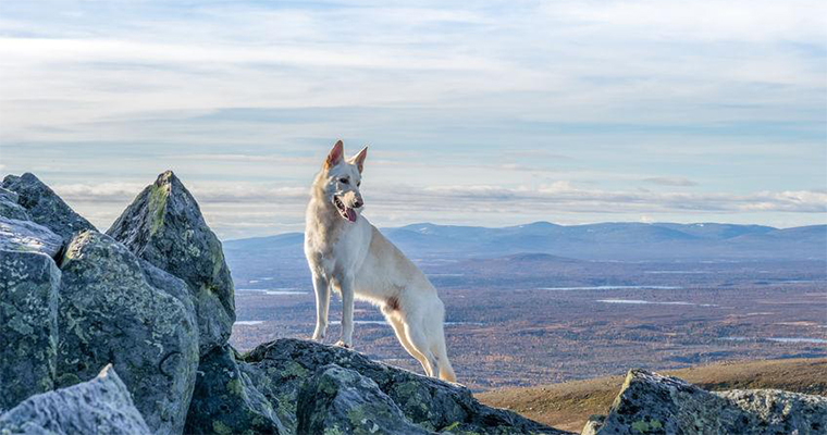 Top 10 Dog Friendly National Parks