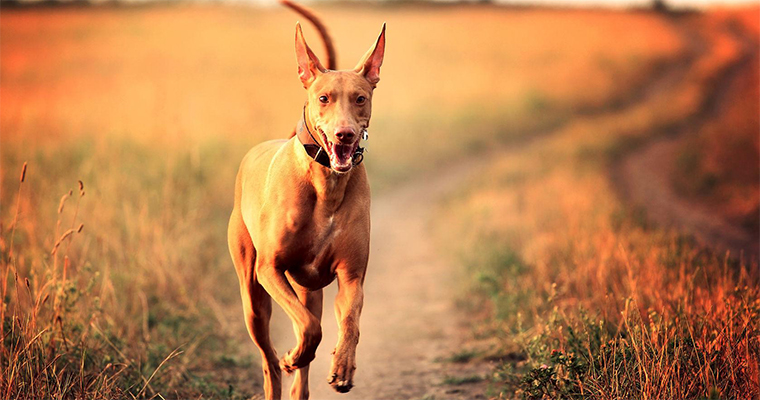 Top 10 Places to Take Your Pet on the West Coast