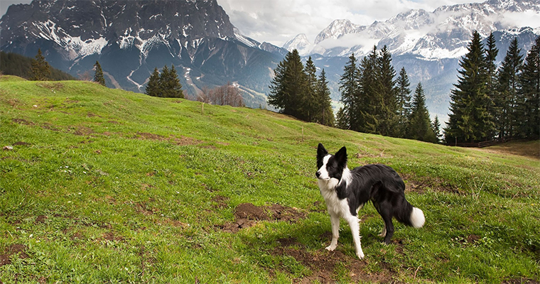 Top 10 Places to Take Your Pet on the West Coast