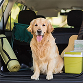 link to My Dog has Fleas: How Do I Get Rid Of Them?