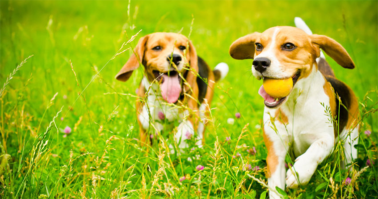 Top 10 Places to Take Your Pet on the Eest Coast