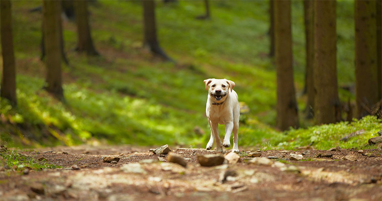 Top 10 Places to Take Your Pet on the Eest Coast