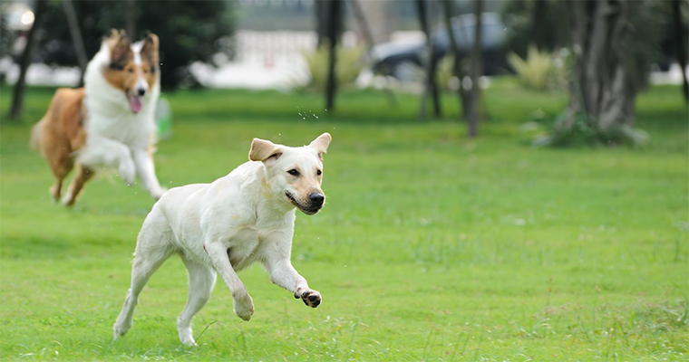 Top 10 Places to Take Your Pet on the West Coast