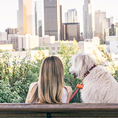 link to My Dog Has Fleas: How Do I Get Rid Of Them?