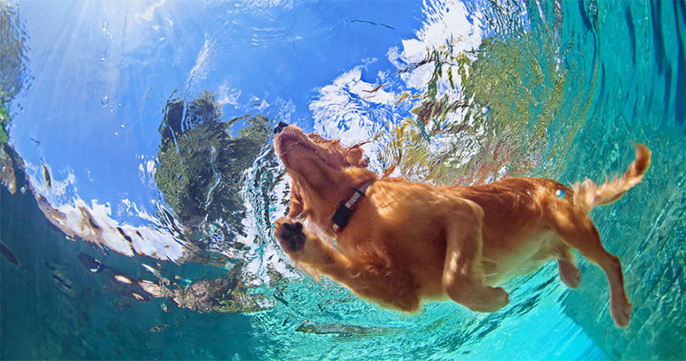 Top 10 Places to Take Your Pet on the West Coast