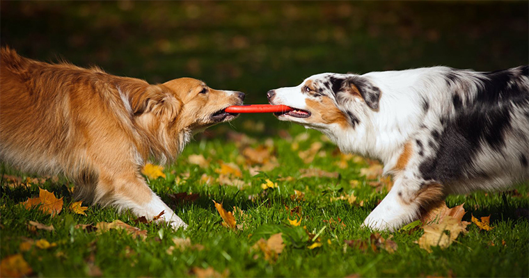 Top 10 Places to Take Your Pet on the West Coast