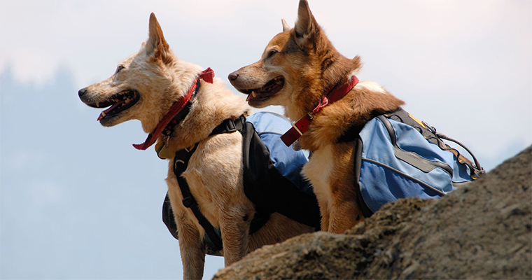 Top 10 Places to Take Your Pet on the West Coast