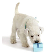 link toTop Products For New Puppies