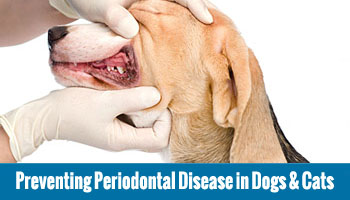 Top Dental Care