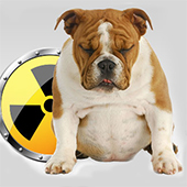 link to Toxic Foods and Plants for Dogs