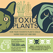 link to Toxic Plants - How Houseplants Can Harm Pets