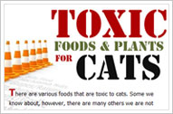 Toxic Foods & Plants for Cats