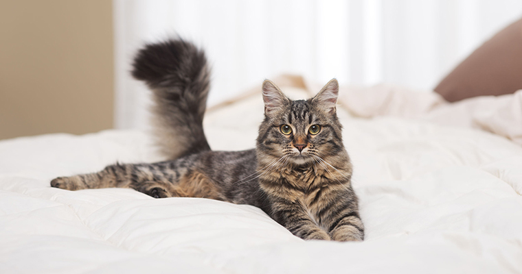A image of a cute cat sitting on the bed