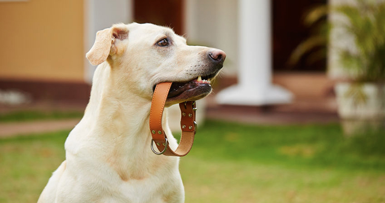 A image of a cute dog bitting a brown belt