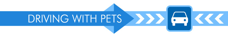 Flying with a Pet