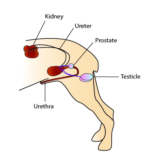 FLUTD: Feline Lower Urinary Tract Disease - Cat Renal and Urinary ...