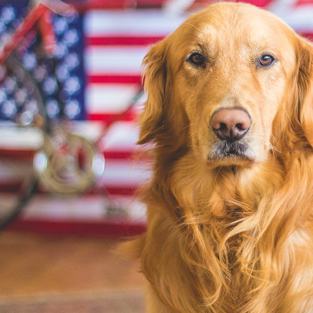 Golden retriever in front of American Flag