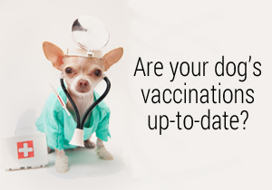Are your dog's vaccinations up-to-date?
