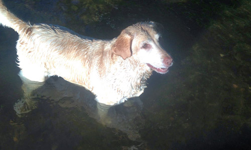 Pet of the Week