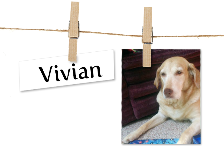 Pet of the Week