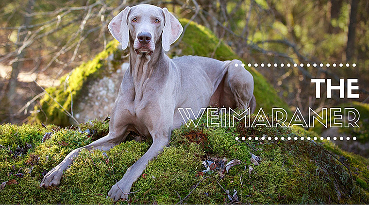 Weiimaraner