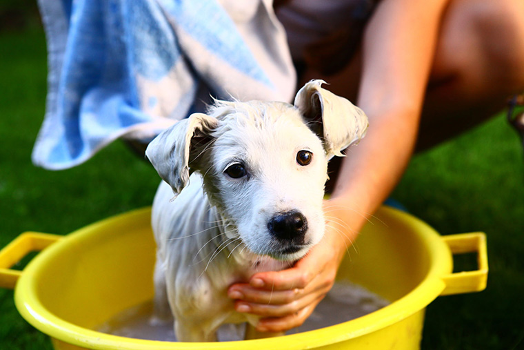 10 Wonderfully Organic Pet Items