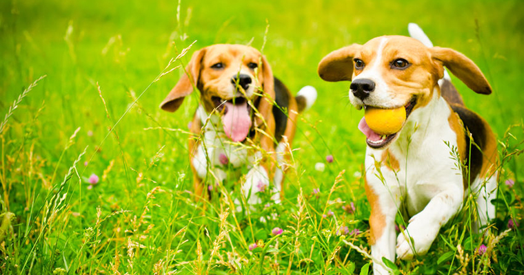A image of 2 dogs running in grass