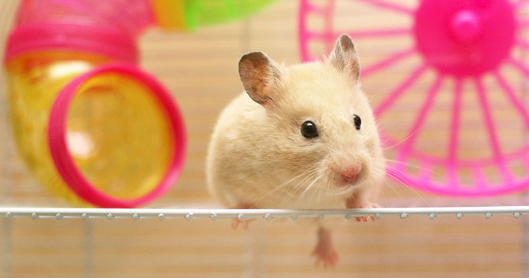 A image of a hamster