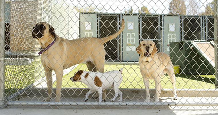 A image of a 3 dogs locked in the cage